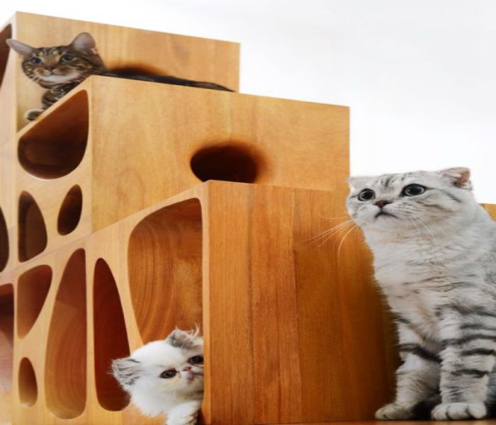 kedi ev modelleri